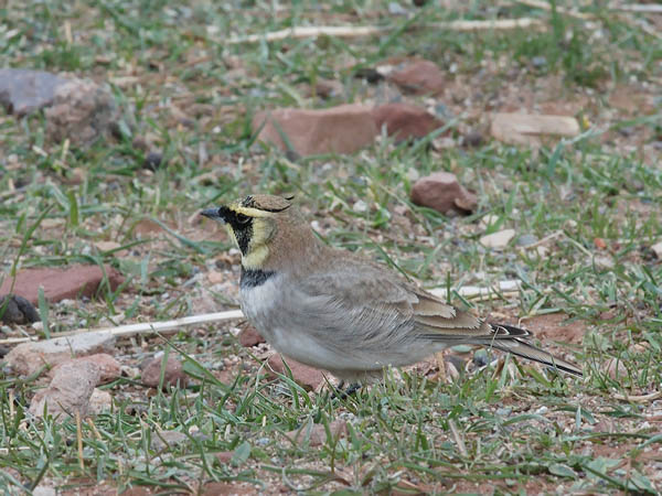 Tunturikiuru, Horned Lark, Eremophila alpestris